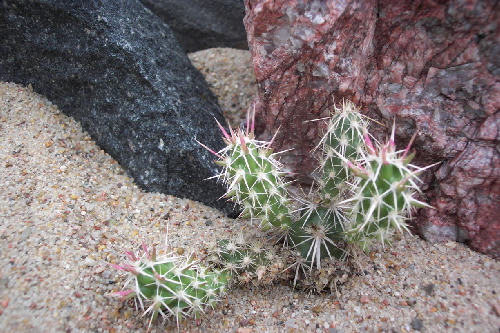 corynopuntia clavata